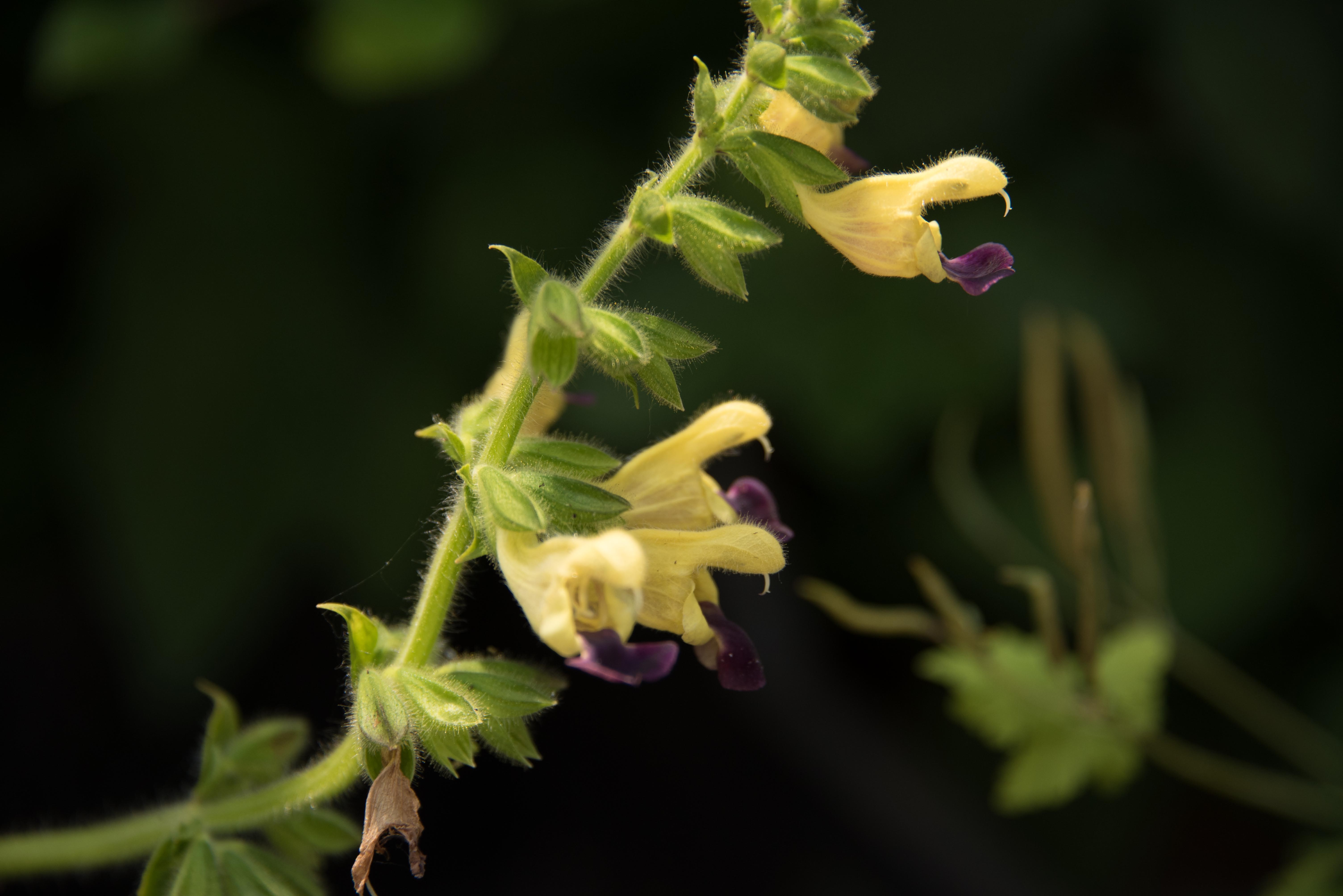 Salvia bulleyana bestellen